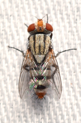 Miltogramminae