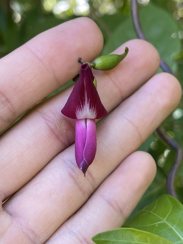 Canavalia hawaiiensis observed 2022-01-29