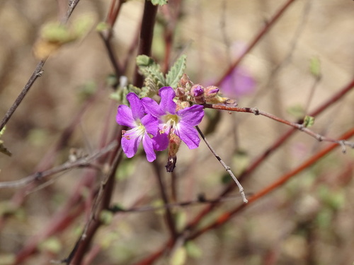 Melochia tomentosa