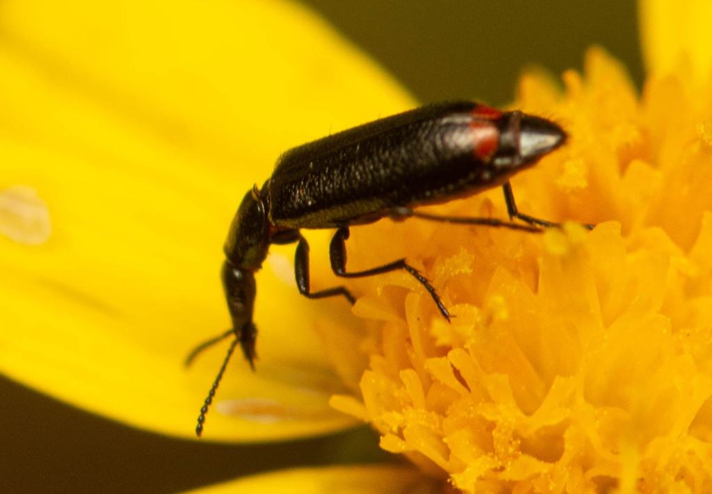 Pagurodactylus rostralis