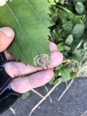 Calycomyza eupatoriphaga