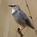Red-billed Starling - Photo (c) Kim, Hyun-tae, some rights reserved (CC BY), uploaded by Kim, Hyun-tae