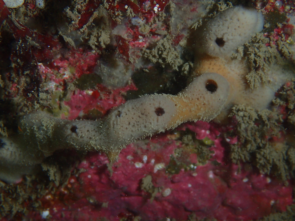 Haliclona simulans