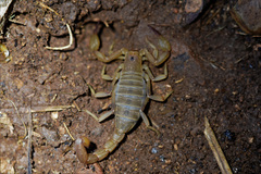Chihuahuanus russelli