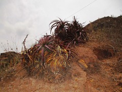Puya densiflora