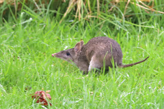 Long-Nosed Bandicoot photo 3