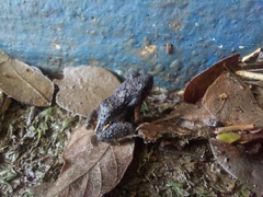 Guayaco Dwarf Frog photo 4