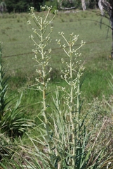Eryngium eburneum