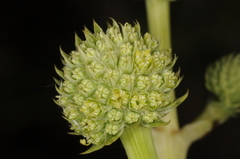 Eryngium eburneum