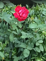 Rosa