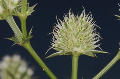 Eryngium nudicaule