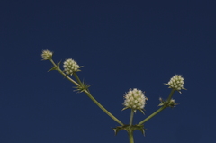 Eryngium nudicaule