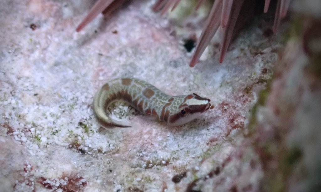 Smalldisc Clingfish