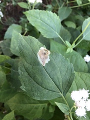 Calycomyza eupatoriphaga