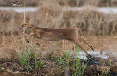 Chinese Water Deer photo 5