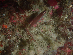 Ctenolabrus rupestris