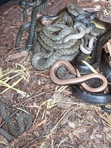 Dice Snake, Natrix tessellata