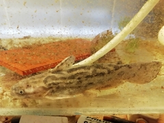 Common Wood Catfish photo 1