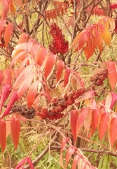 Rhus typhina