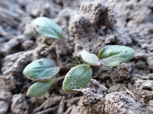 Image of Phacelia scopulina by (c) Jared Shorma, some rights reserved (CC BY)