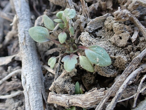 Image of Phacelia scopulina by (c) Jared Shorma, some rights reserved (CC BY)