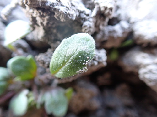 Image of Phacelia scopulina by (c) Jared Shorma, some rights reserved (CC BY)
