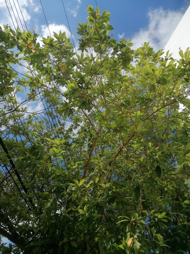 Byrsonima crassifolia
