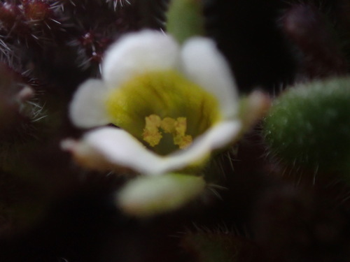 Image of Phacelia scopulina by (c) Jared Shorma, some rights reserved (CC BY)