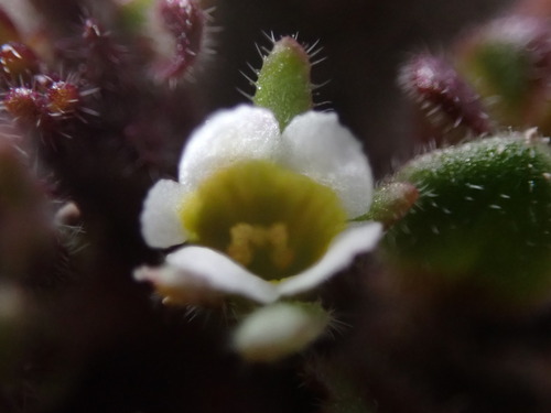 Image of Phacelia scopulina by (c) Jared Shorma, some rights reserved (CC BY)