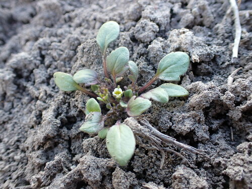 Phacelia scopulina var. submutica