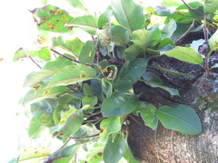 Ficus