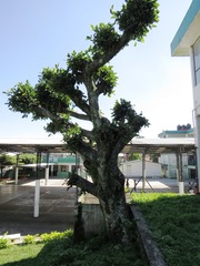 Ficus