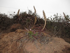 Puya densiflora