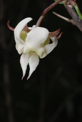 Araujia angustifolia