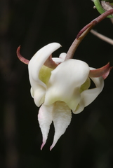 Araujia angustifolia