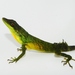 Ecuador Anole - Photo (c) sebas88, some rights reserved (CC BY-NC)