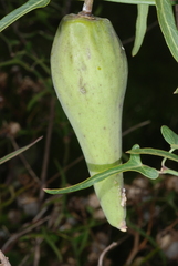 Araujia angustifolia