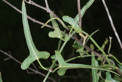 Araujia angustifolia