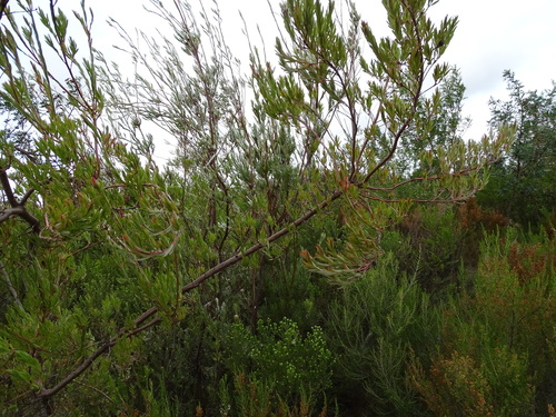 Image of Leucadendron uliginosum by (c) Shaun Swanepoel, some rights reserved (CC BY)