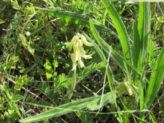 Astragalus tennesseensis