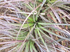 Puya ferruginea