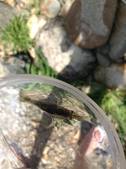 Paratya curvirostris