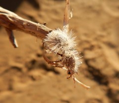 Dasymutilla gloriosa