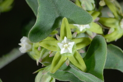 Araujia brachystephana