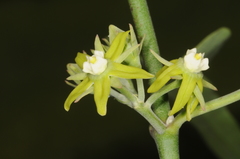 Araujia brachystephana