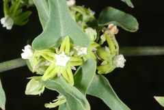 Araujia brachystephana