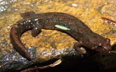Desmognathus abditus