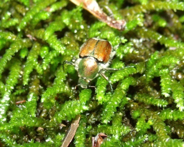 Trichiotinus bibens