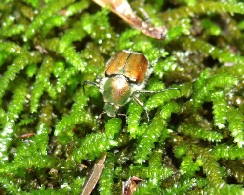 Trichiotinus bibens