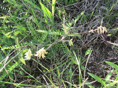 Astragalus tennesseensis